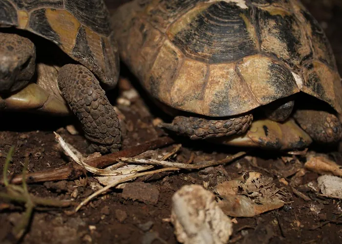 Marija Mljet Apartman *