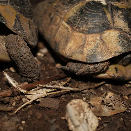 Marija Mljet شقة *